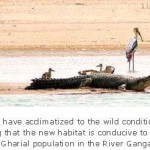 Gharial Rehabilitation Initiative Successfully Reintroduces 63 More Gharials into the Ganga