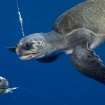 Commercial Fishing Estimated to Kill Millions of Sea Turtles