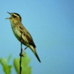 Governments Adopt New Action Plan to Protect Europe’s Most Endangered Songbird