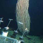 Hawaiian Submarine Canyons are Hotspots of Biodiversity and Biomass