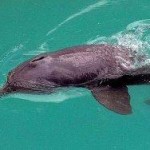 Ganges River Dolphin Declared National Aquatic Animal