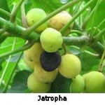 General Motors Joins US Department of Energy and CSMCRI to Develop Jatropha for Biofuel