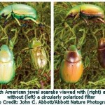 Beetles Stand Out Using ‘Avatar’ Technology