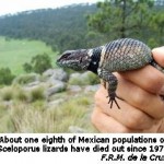 Lizards Succumb to Global Warming