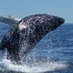 IWC Chair & Vice-Chair Offer New Way to Conserve Whales and Manage Whaling