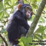 African Nations Plan to Save Thousands of Endangered Chimpanzees