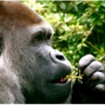 Gorilla Airlift Sparks Calls for Stronger Controls on Natural Resource Smuggling