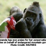 Rwanda’s Efforts to Conserve Endangered Mountain Gorillas Lauded