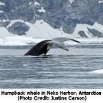 Whaling Commission Meeting Opens in a Swirl of Corruption Claims