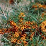 Workshop on “National Mission on Seabuckthorn”