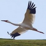 Sustainable Habitat: Wetlands Loss Endangers Birds On African-Eurasian Flyway