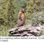 Investigation Reveals Robust Marmots Thriving On Climate Change