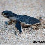 Marine Life Conservation: Gulf Sea Turtle Eggs to be moved to Cleaner Waters