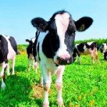 Ukraine Milk Company Powered by 4,000 Cows and GE Biogas Engine