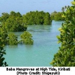 Mangroves Report Reveals Threats & Opportunities to Global Economy & the Planet