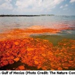 New Approach Defined: Reverse Decades of Decline to Restore the Gulf