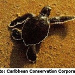 Caribbean Conservation Corporation Changes Name to Sea Turtle Conservancy