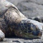 Marine Conservation: Improved Patrolling Leads to Lower Turtle Mortality, Record Nesting in Devi