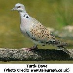 Wildlife Conservation: Research to Help Save Disappearing Turtle Doves Launched in UK