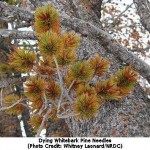 Climate Change has Whitebark Pine Tree in Trouble