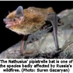 Russian Forest Fires Pose Major Threat to Bats