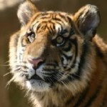 Russian Tiger Habitat Gets a Boost With Protection of Key Tree Species – WWF