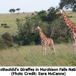 Rare Rothschild’s Giraffe Listed as Endangered