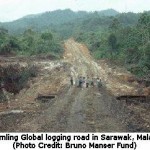 Norway Dumps its Samling Global Stocks over Illegal Logging