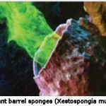 Reservoirs of Biodiversity: Deep-sea Sponge Grounds