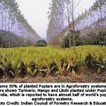 Agroforestry Policy Reforms could Help Poor Farmers out of Poverty