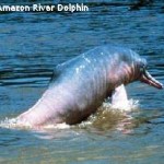 Counting Dolphins Critical to Preserve Health of South American Rivers