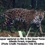 Argentina Approves New Land Use Law for Atlantic Forest Protection