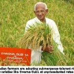 Food Security: Indian Farmers Adopt Flood-Tolerant Rice at Unprecedented Rates