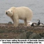 Melting Polar Ice Forcing Polar Bears to Prey on Eggs of Barnacle Geese on Svalbard