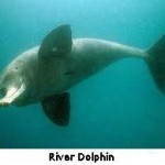 River Dolphins are Indicator of Healthy Freshwater Ecosystems