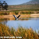 Nagoya 2010: Bridging Biodiversity and Business