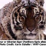 Extinction Threat: Public Outcry Fells Russia Auction for Logging Rights in Key Tiger Habitats