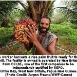 Sustainable Palm Oil Production Doubles