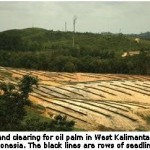 Food, Fuel, or Forests? Charting a Responsible U.S. Role in Global Palm Oil Expansion