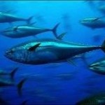 Extinction Threat: 2010 Catch Analysis Shows Bluefin Tuna Fishery Still Plagued With Violations