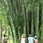 Bamboo and Climate Change Mitigation