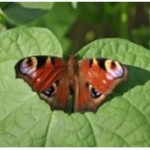 Butterflies or Business: Europe can have both!