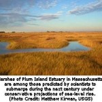 Many Coastal Wetlands Likely to Disappear this Century