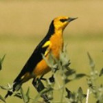 South American Migratory Grassland Birds: CMS Draws New Conservation Plan