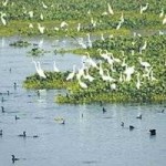 Indian Environment Ministry Drafts Wetlands (Conservation and Management) Rules, 2010