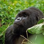 Increase in Population of Critically Endangered Mountain Gorillas Confirmed