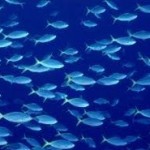 Role of Fisheries Subsidies Reform in Ocean Sustainability Gets Highlighted by UNEP Report