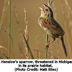 Biofuel Grasslands Better for Birds than Ethanol Staple Corn