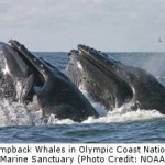 NOAA Releases Draft Management Plan for Olympic Coast National Marine Sanctuary