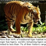 Wildlife Conservation: Tiger Numbers Could Triple if Large-Scale Landscapes are Protected